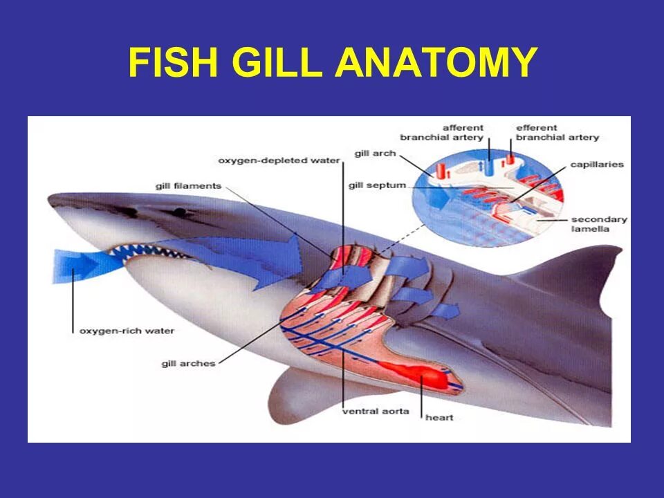 Какую функцию выполняют жабры у китовой акулы. Жабры анатомия.