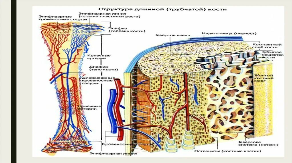 Схема кровоснабжения трубчатой кости. Кровоснабжение трубчатой кости. Кровоснабжение длинных трубчатых костей. Микроскопическое строение кости. Кровообращение костей