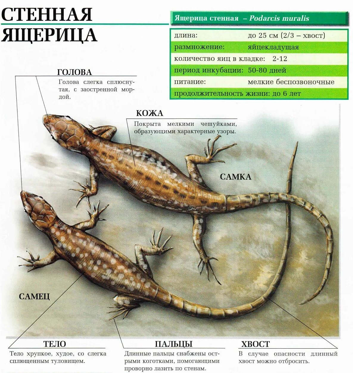 Прыткая ящерица размножение и развитие. Прыткая ящерица самец и самка. Прыткая ящерица Размеры. Прыткая ящерица самка. Стенные ящерицы.