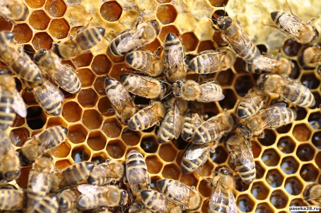 Пчелиная семья. Семейство пчелиных. Пчелиная семейка. Семью пчел.