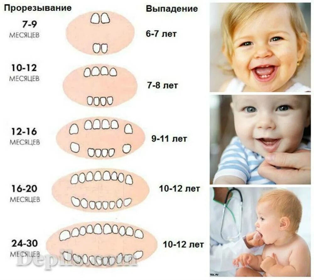 Зубы 2 7 года. Зубы у детей порядок прорезывания и возраст до года.