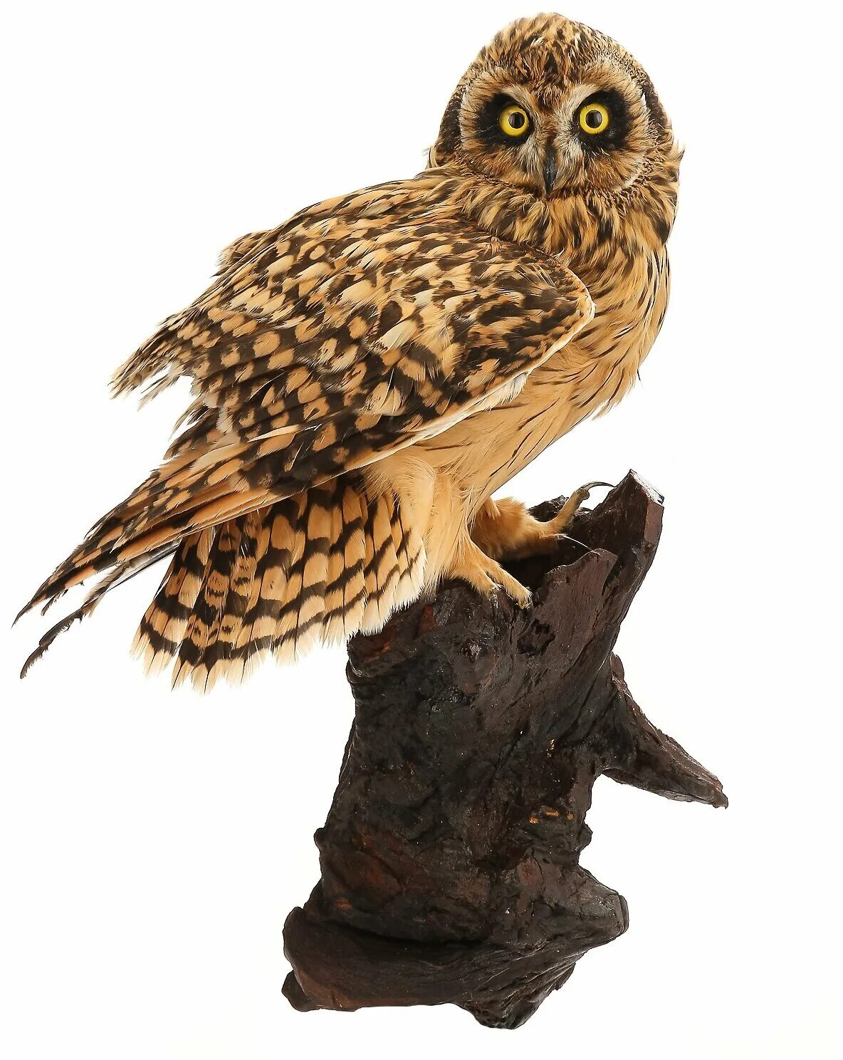 филин чучело. полярная сова таксидермия. чучело совы. чучело неясыть. чучело болотной совы.