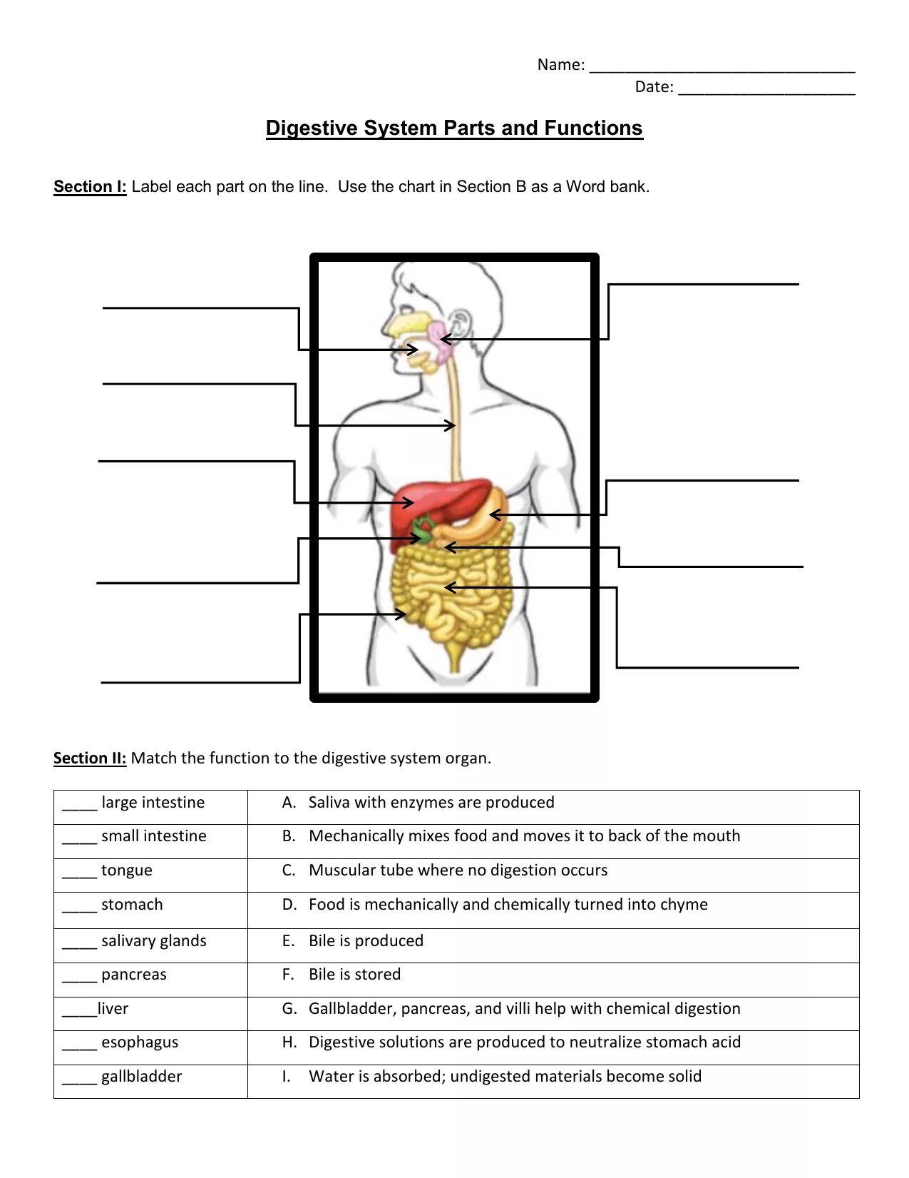 The Human Digestive System Worksheet. Digestive System Worksheet. Digestive System functions. Пищеварительная система рабочий лист. Упражнения пищеварительная система