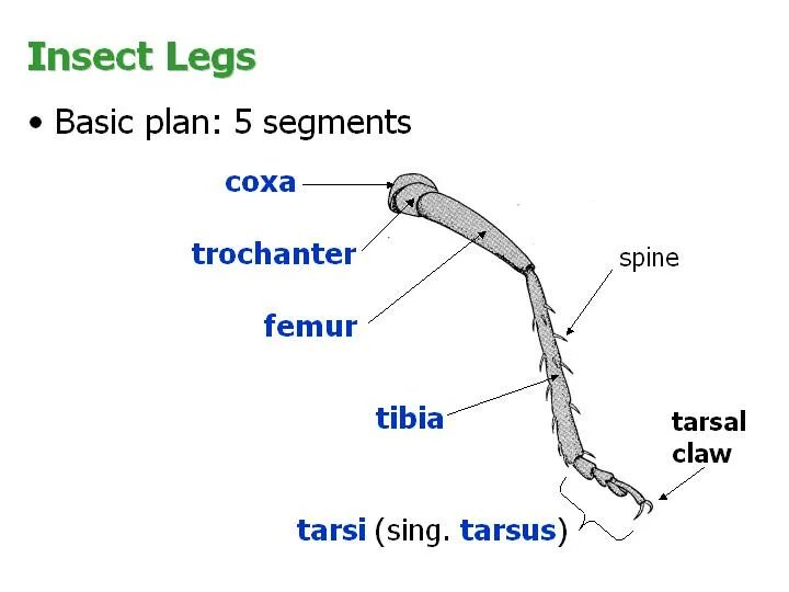 Insect legs. Types of Leg insects. Parts of insect's Leg. Трохантер.