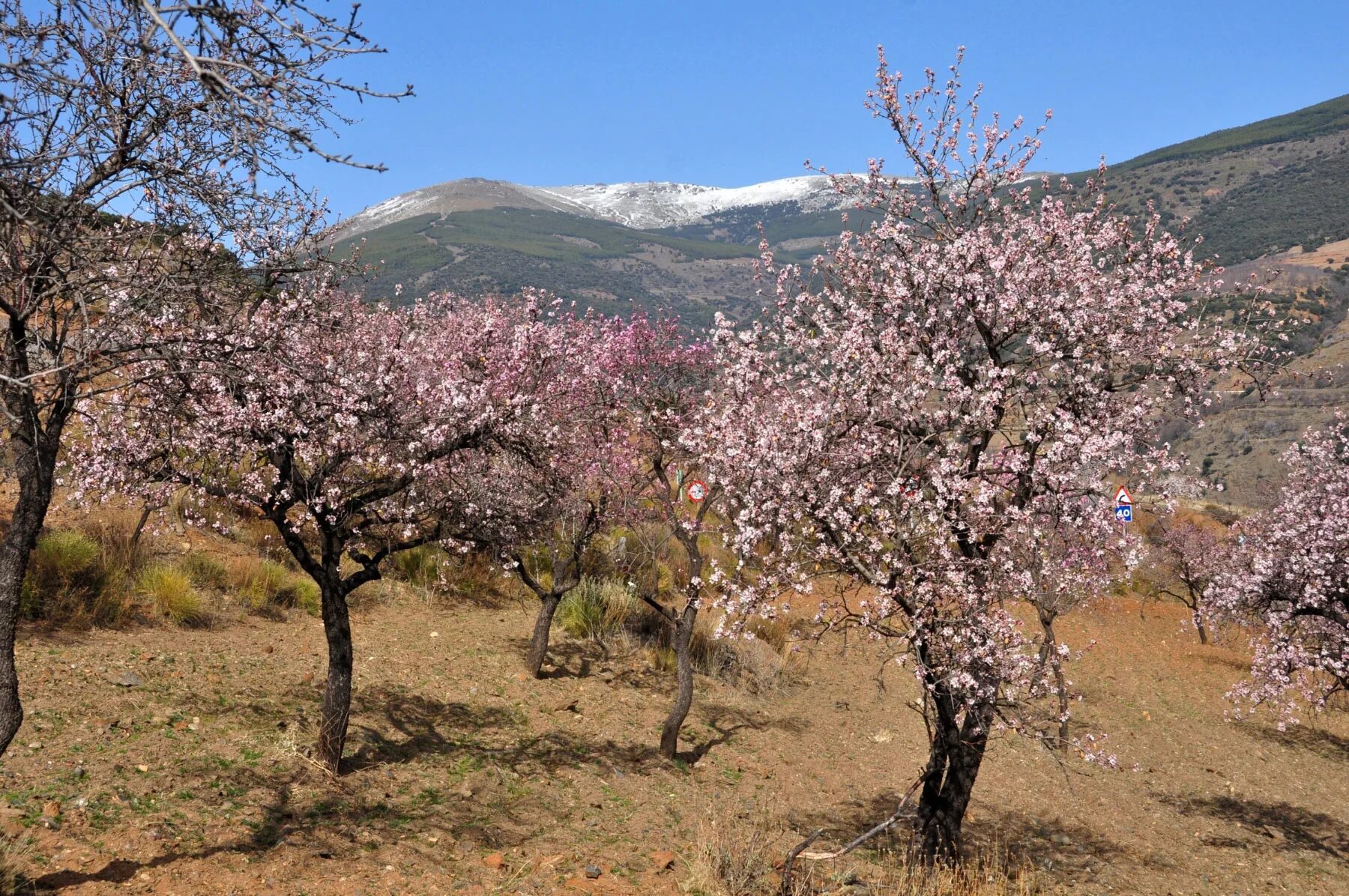 Миндальная долина. Миндальный сад. Миндаль дерево цветение. Цветение миндаля в израиле. Цветение миндаля на кипре.