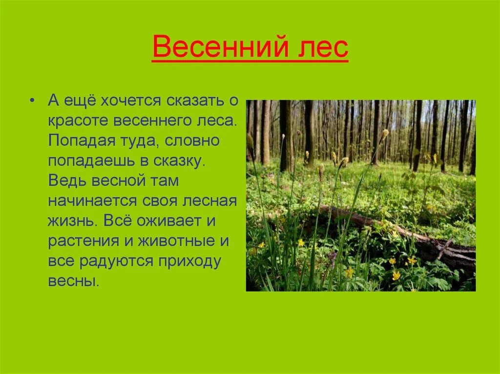 Сочинение краски весеннего леса 2 класс