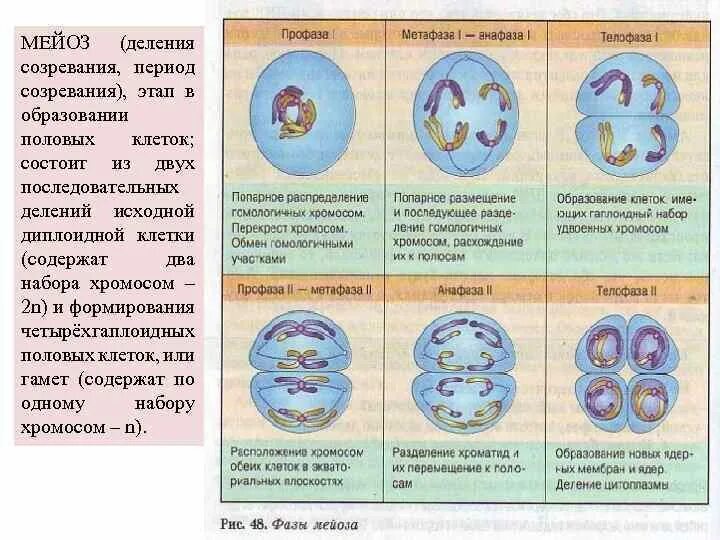 Первое деление мейоза фазы. Мейоз фазы и процессы таблица. Фазы мейоза 9 класс биология. Фазы мейоза таблица 9 класс биология.