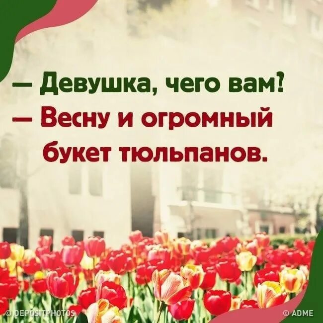 Тюльпаны иваново цена. Тюльпаны Иваново. Тюльпаны в Иваново клумбы. 37 Тюльпанов.