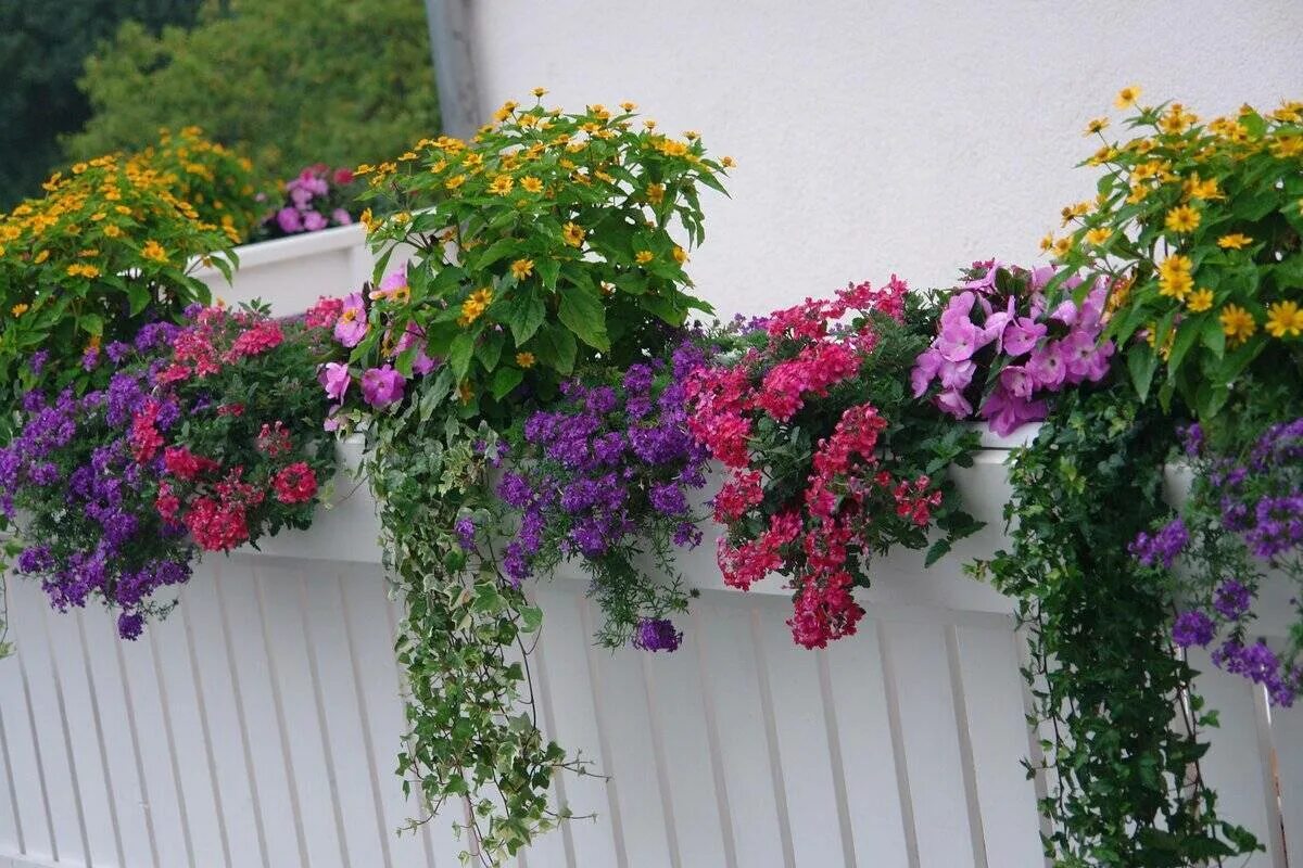 Тенелюбивые ампельные растения (Много фото) - treepics.ru