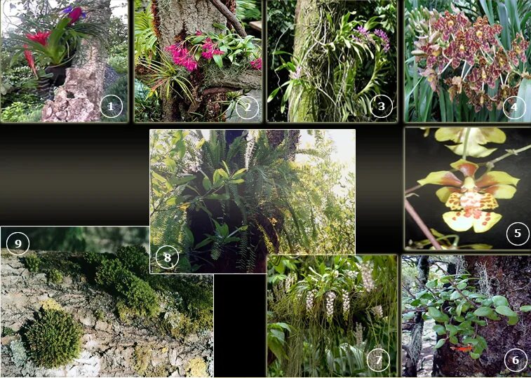 наземно воздушные грибы. растения обитающие в наземно воздушной среде. наземно аоздкшные среда обитания. обитатели воздушной среды обитания. наземно воздушные растения.