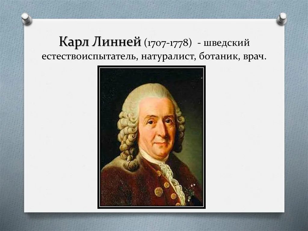 Полностью алиса линней. Полностью алиса линней. Карл фон линней. Карл линней helianthus annuus. Карл линней и роли его исследований в биологии.