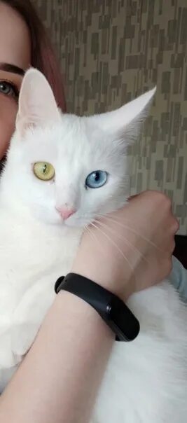 Белые коты глухие или нет. Кот глухих. кот на глухонемом. почему белые коты глухие. белый кот глухой.
