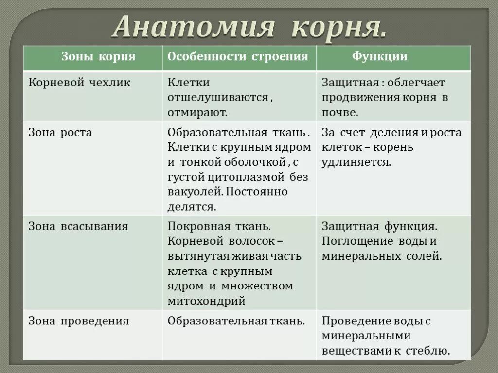 Зона деления корня ответ. Таблица по биологии 6 класс строение корня. Зоны корня таблица строение и функции. Особенности строения корня растения. Таблица по биологии зона корня строение функции.