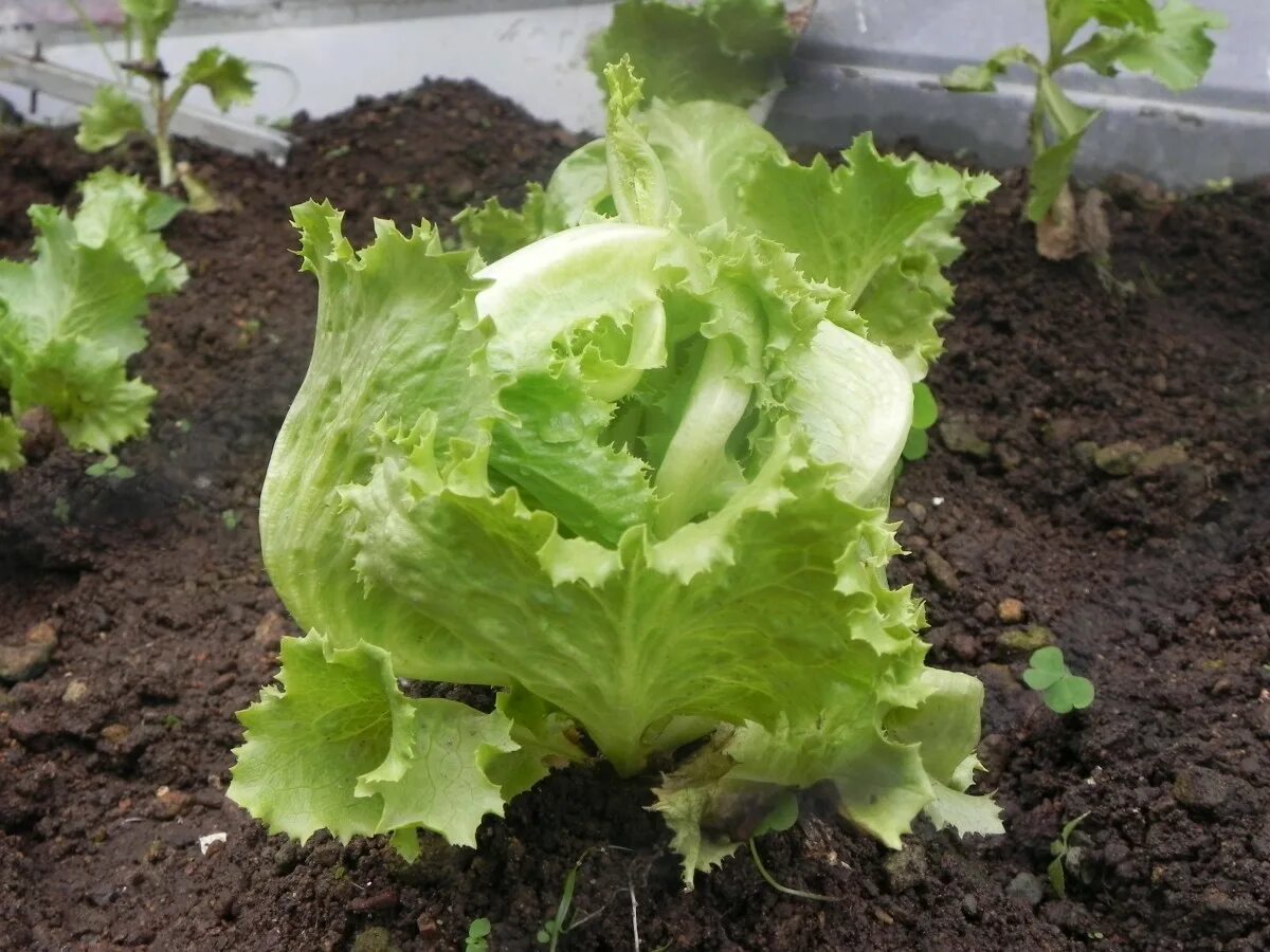 Семена салат айсберг кочанный. Iceberg lettuce. Листовой салат на грядке. Салат айсберг на грядке. Всходы салата фриллис.