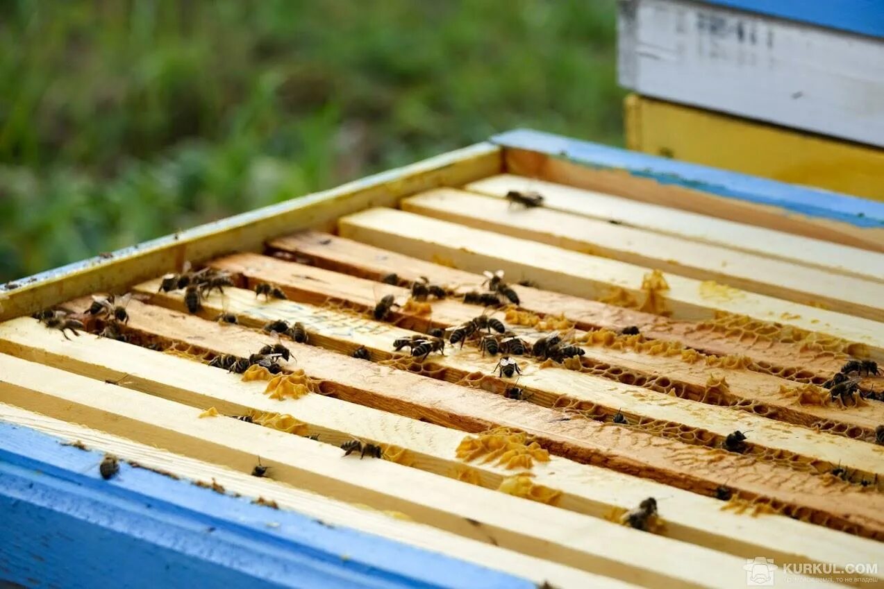 Ящик для пчелопакетов. Пчелопакеты. Контейнер для пчел апитерапии. Пчеловодство апитерапия
