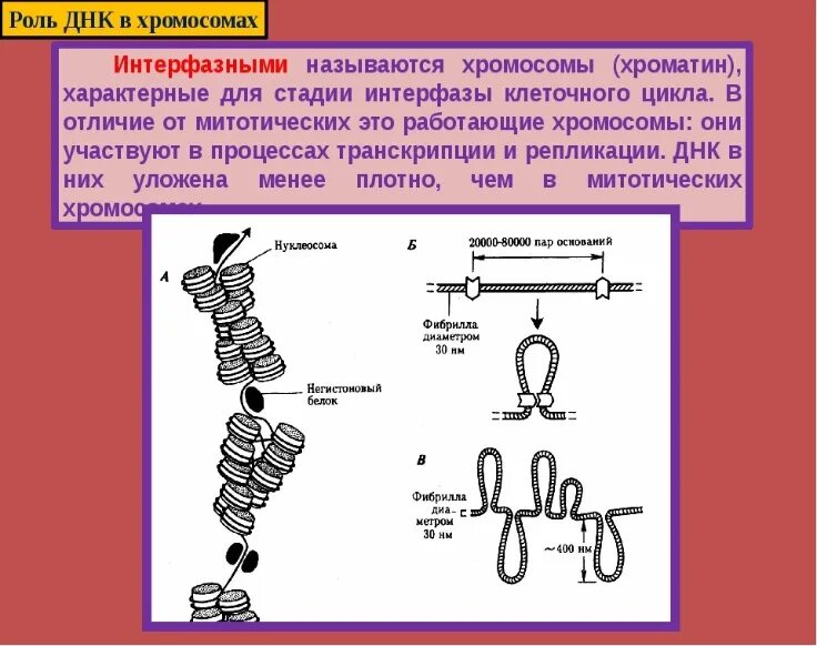 Строение интерфазных хромосом. Строение интерфазной хромосомы. Хромосома схема. Хромосомы строение и функции. Удвоение набора хромосом