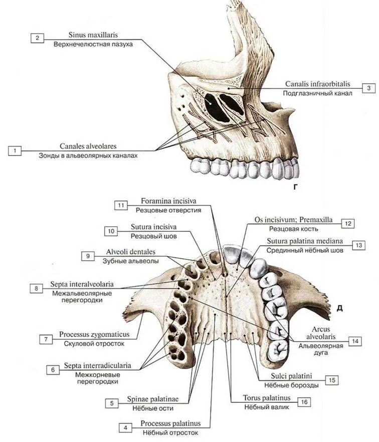 Верхняя челюсть кость. Верхняя челюсть кость анатомия. Верхняя челюстная кость анатомия. Строение верхней челюсти снизу.