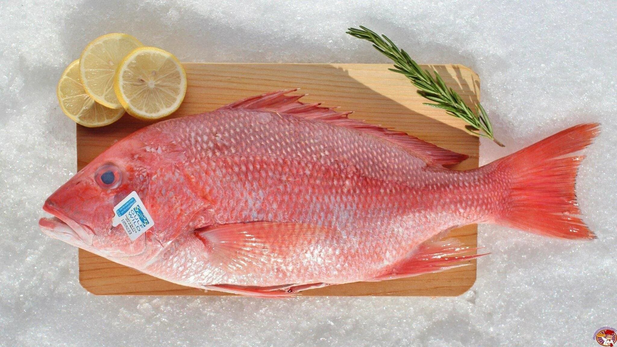 Какая дорогая рыба красная. Ред СНЕППЕР рыба. Морской окунь Red Snapper. Красный СНЕППЕР рыба. Морской окунь красный ред СНЕППЕР.