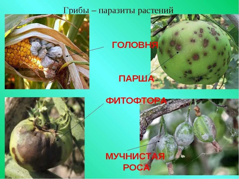 Какие грибы поражают. Головня спорынья фитофтора. грибы – головня, трутовик, спорынья, фитофтора являются сапрофитами.. головня спорынья фитофтора трутовик. растения пораженные грибами паразитами.