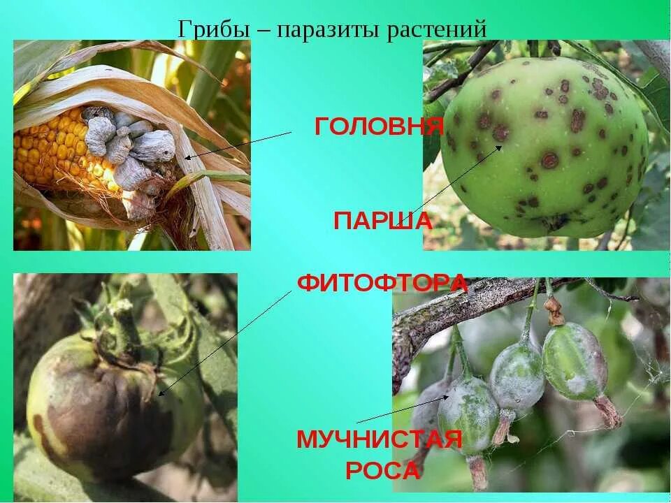 Головня спорынья фитофтора. Грибы – Головня, трутовик, спорынья, фитофтора являются сапрофитами.. Головня спорынья фитофтора трутовик. Растения пораженные грибами паразитами. Грибы паразиты 7 класс по биологии