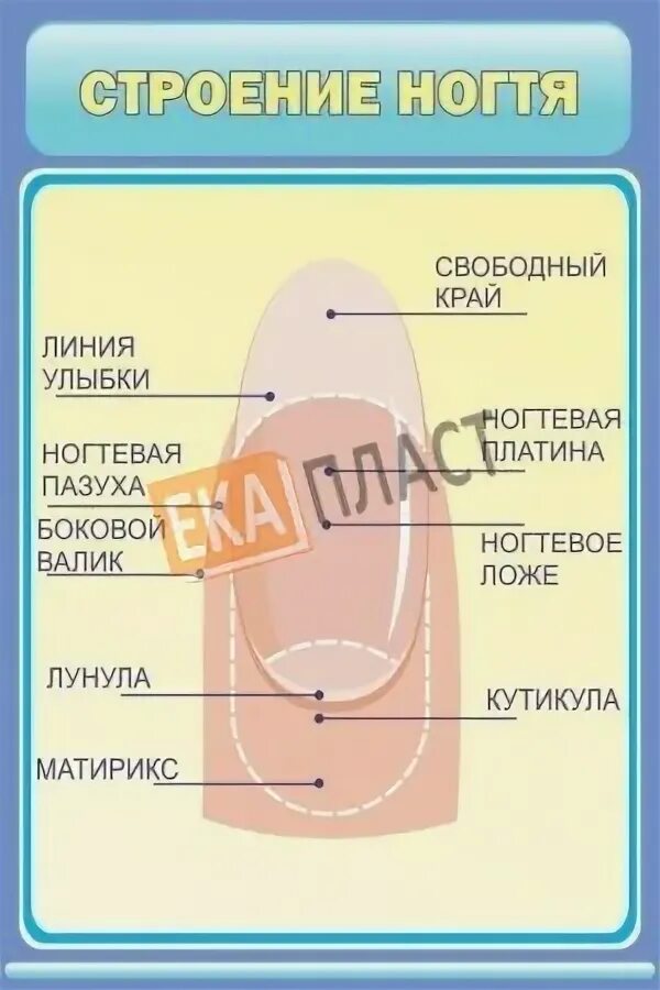 Боковые валики. Строение ногтевой пластины матрикс. Глубокие валики ногтей боковые. Боковые валики на ногтях. Ноготь строение анатомия схема.