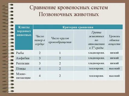 Система органов позвоночных животных таблица