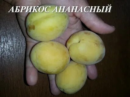 Абрикос ананас