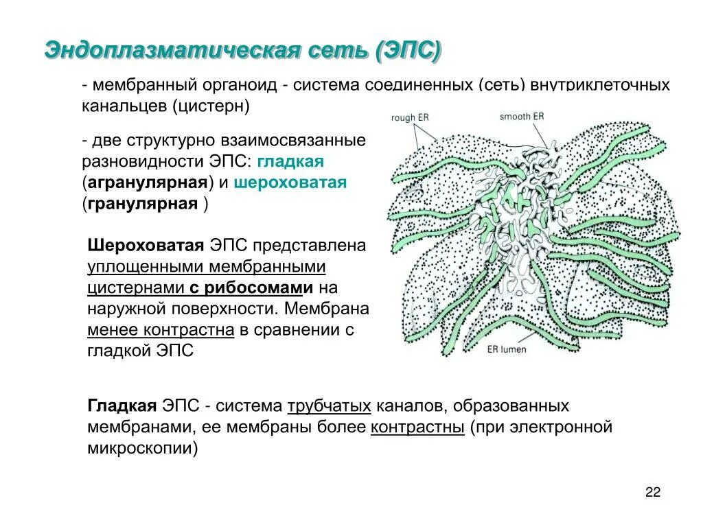 Мембранные эндоплазматические сети функции