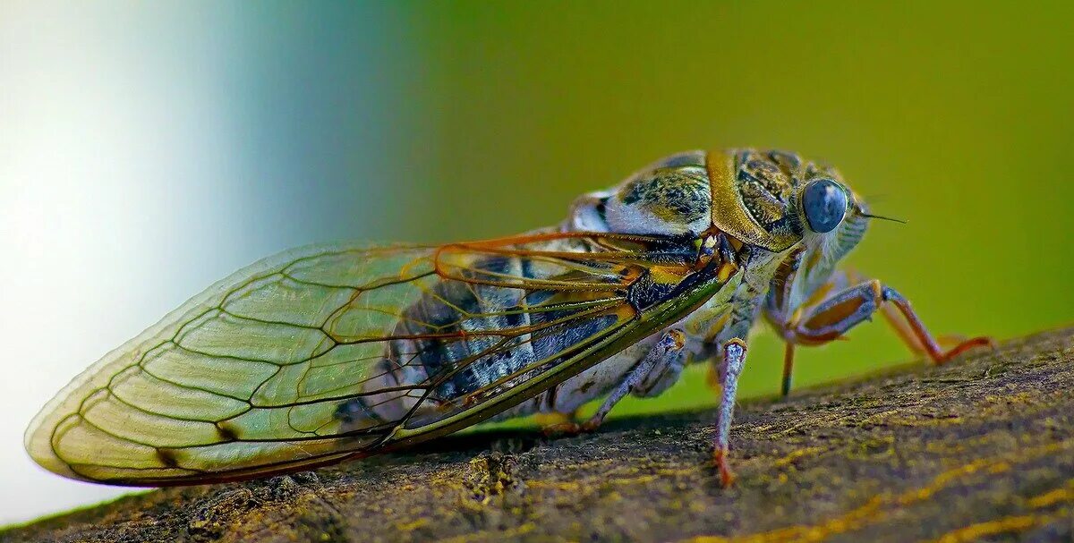 Мадагаскарская цикада. Цикады прямокрылые или равнокрылые. Певчая цикада. Отряд равнокрылые цикады. Отряд равнокрылые цикады.