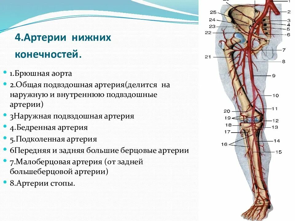 Артерии нижних конечностей анатомия схема. Артерии нижней конечности анатомия. Аорта сосудов нижних конечностей. Артерии и вены нижних конечностей анатомия.