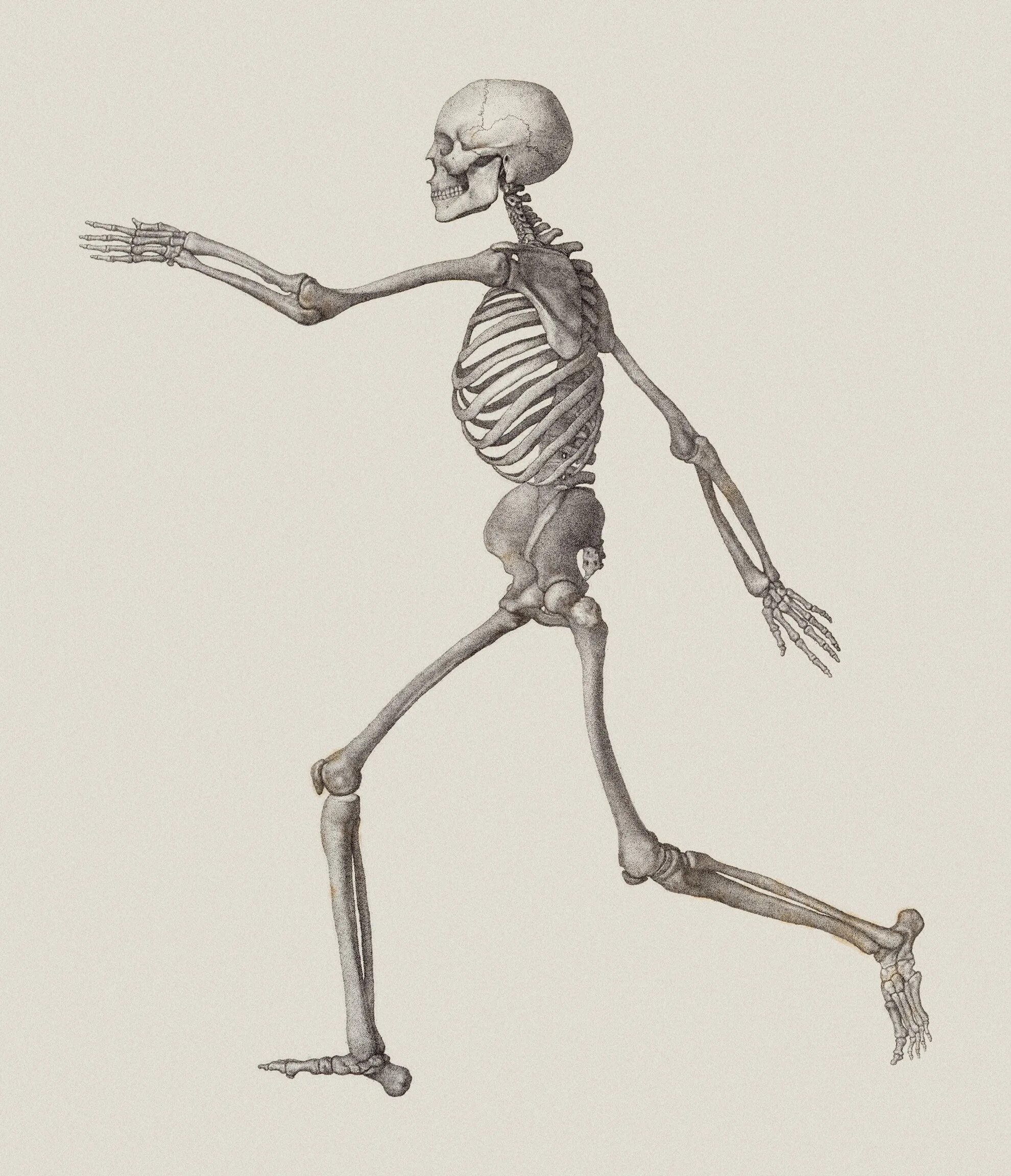Скелет. Человеческий скелет. Скелет рисунок. Скелет человека рисунок.