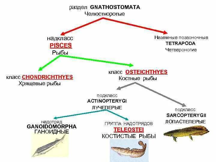 Надкласс рыбы классификация. Систематика позвоночных рыбы. Систематика хордовых животных. Систематика челюстноротых.