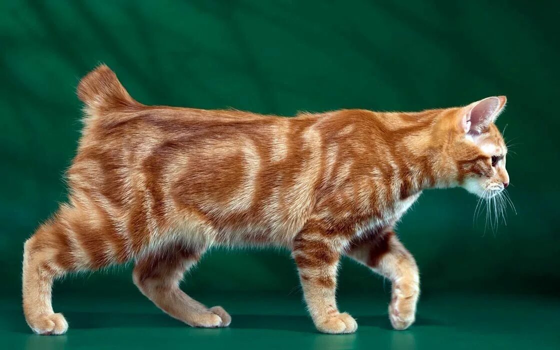 Bob tail