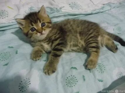 Авито ижевск котята в добрые руки