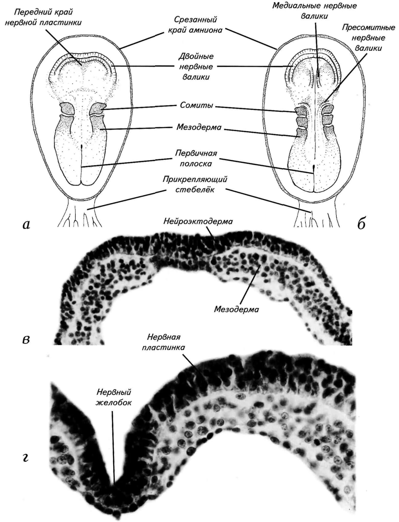 Сомитная стадия. Нейруляция у человека. Нейруляция гистология. Сомит это анатомия.