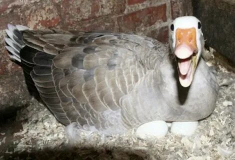 Сколько гуска сидит на яйцах для вывода