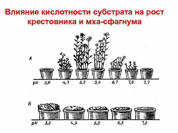 Влияние кислотности почвы на растения. Влияние кислотности на почву. Влияние кислотности почвы на рост растений. Влияние засоленности почвы на рост растения.