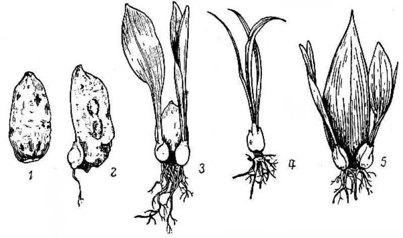 Тюльпан корневище. Лилия размножение луковицами. Стеблевые луковицы лилии. Вегетативное размножение лилии. Способы вегетативного размножения лилии.