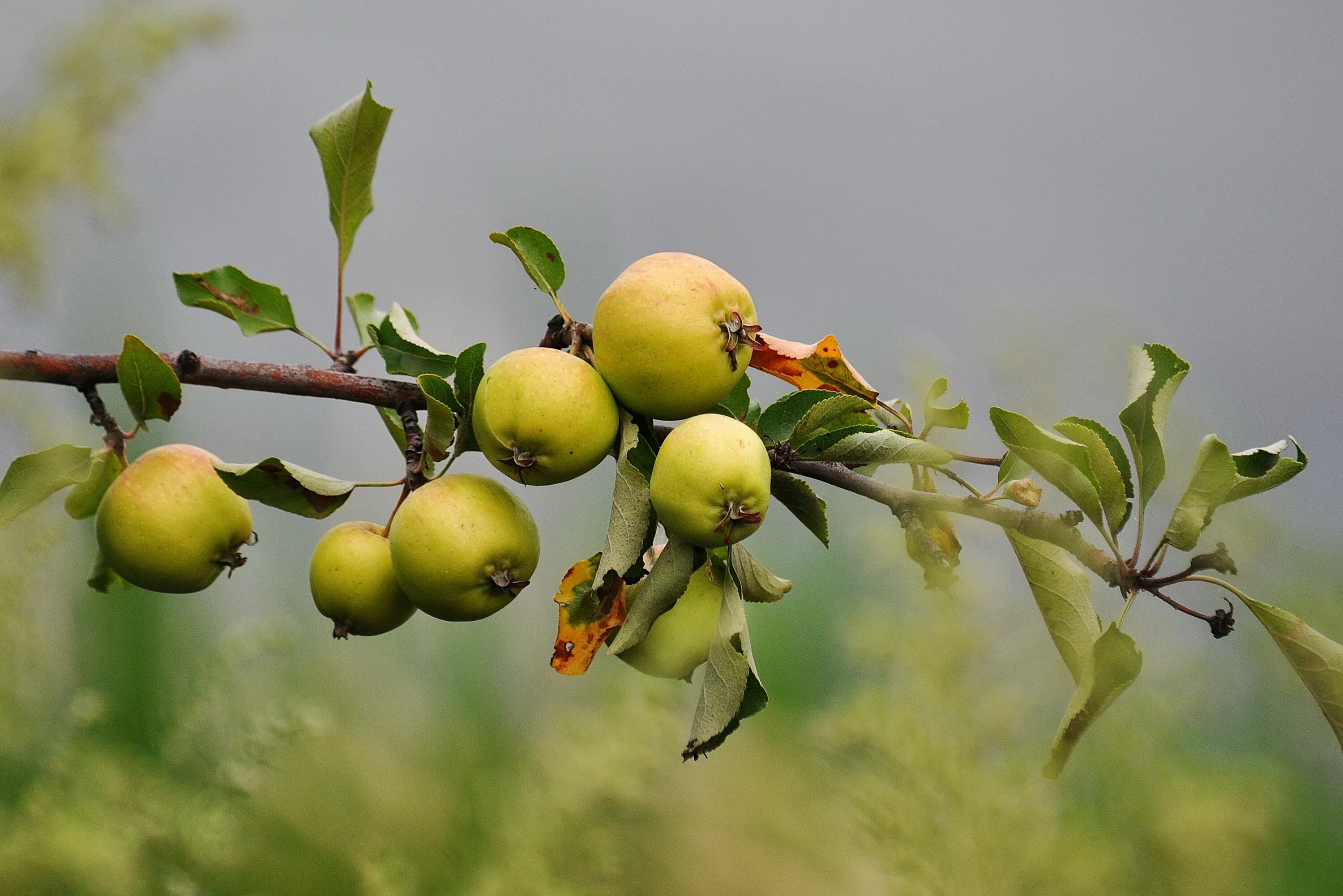 Дикая яблоня в лесу. Яблоня Лесная (Дикая) (Malus Sylvestris). Яблоня Лесная (дичок). Яблоня дичка. Плоды дикой яблони.