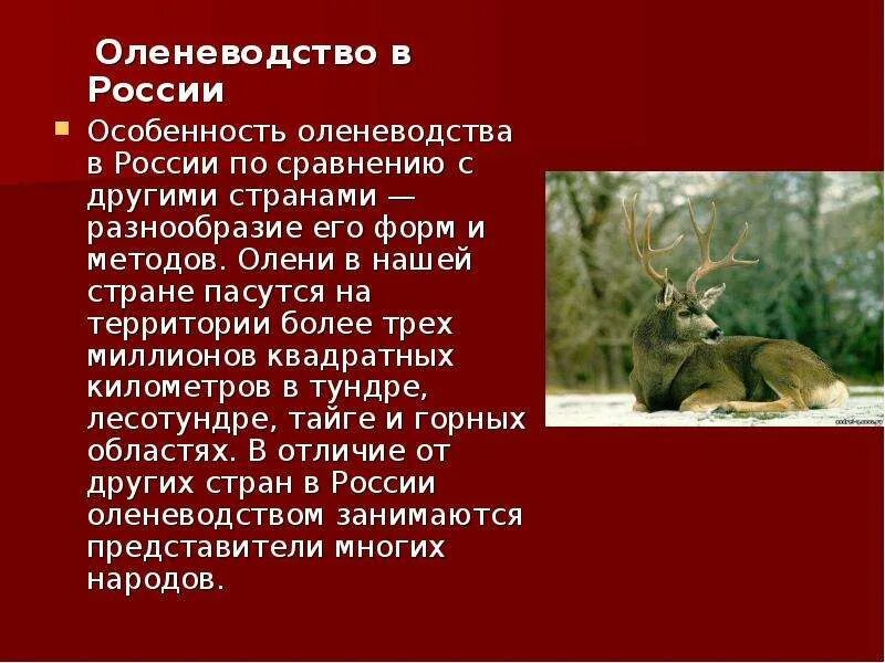 Оленеводство сообщение