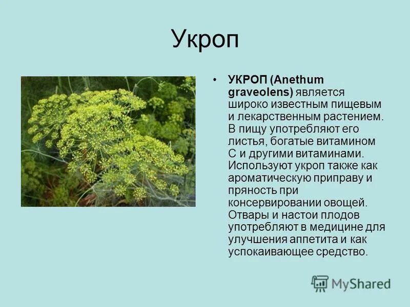 Укроп презентация. Строение укропа. Сообщение про укроп. Укроп доклад. Укроп действие