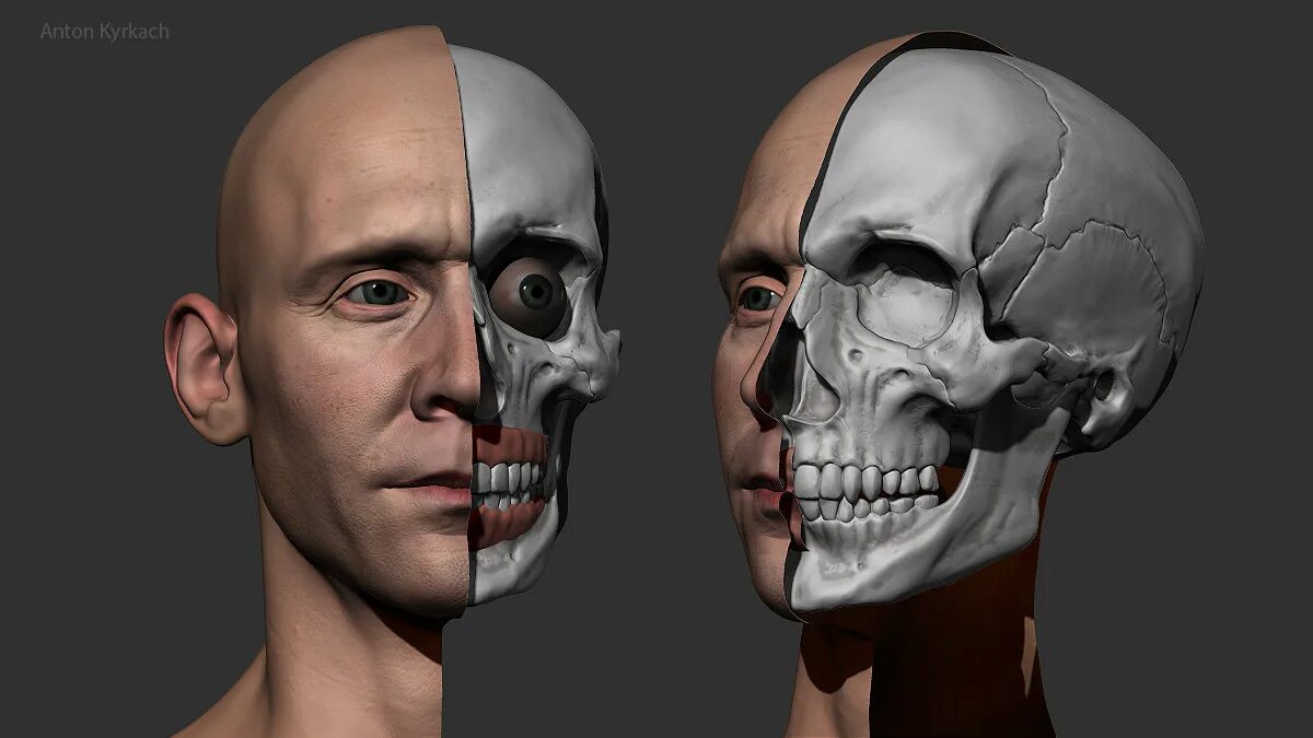 Ретопология головы. Ретопология черепа. Zbrush head Base Mesh. Male head-Base Mesh. Based heads