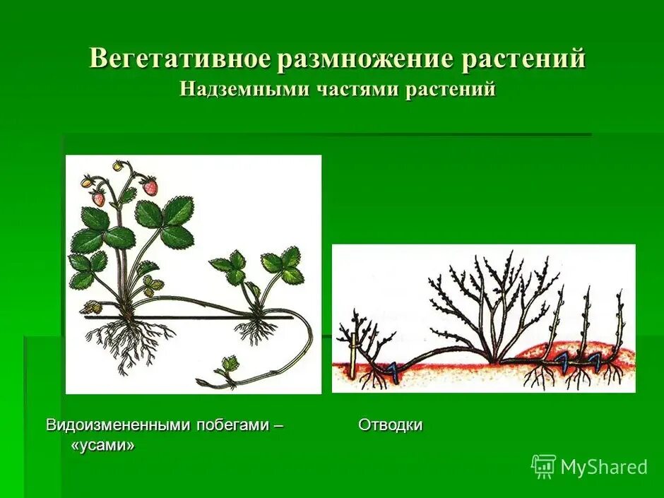 Видоизмененными надземными побегами - усами. Вегетативное размножение растений живорождение. Размножение отводками и клубнями. Вегетативное размножение видоизмененными надземными побегами. При вегетативном размножении используются