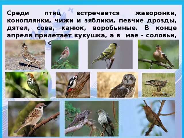 Птицы прилетающие весной в россию. Какие птицы прилетают. Какие птицы прилетают весной. Птицы которые прилетают в апреле.