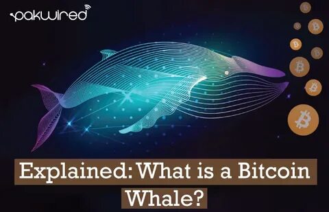 Whales wallet