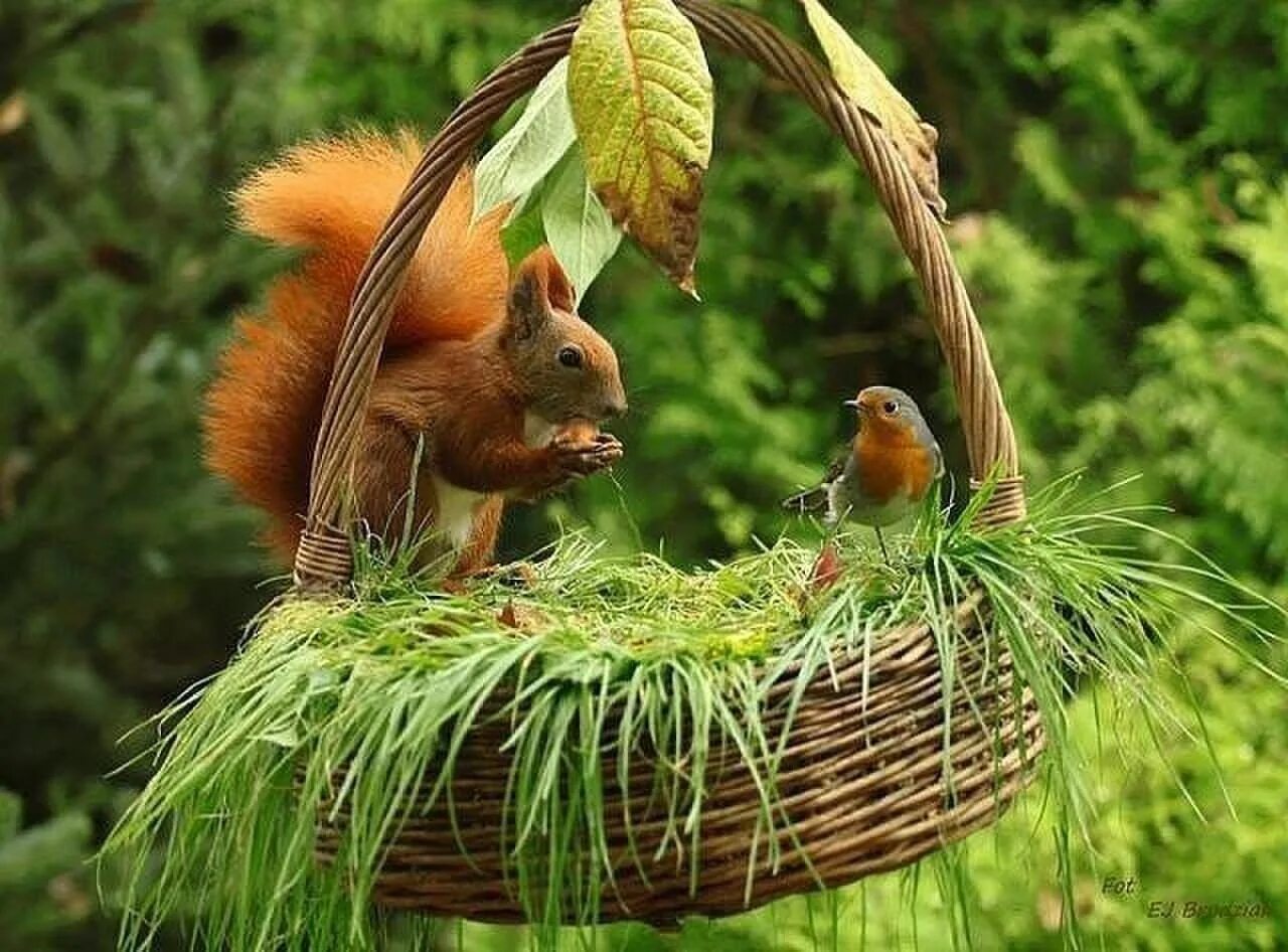 Животные жарких стран. 5 животных сада. Картина рай эдемский сад. Лес с дикими животными. 5 животных сада.