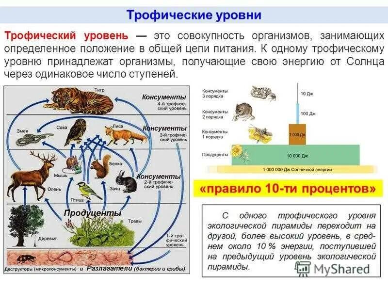 Определите какие организмы живут в аквариуме лабораторная. Трофические уровни экосистемы. Трофические уровни экосистемы биология. Трофические уровни пищевой цепи. Трофические уровни в цепи питания.