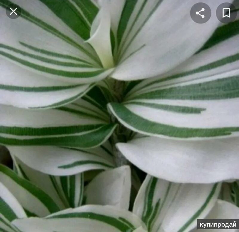 Пин на доске PHOTOSYNTHESISING Лиственные растения, Калатея, Выращивание растени