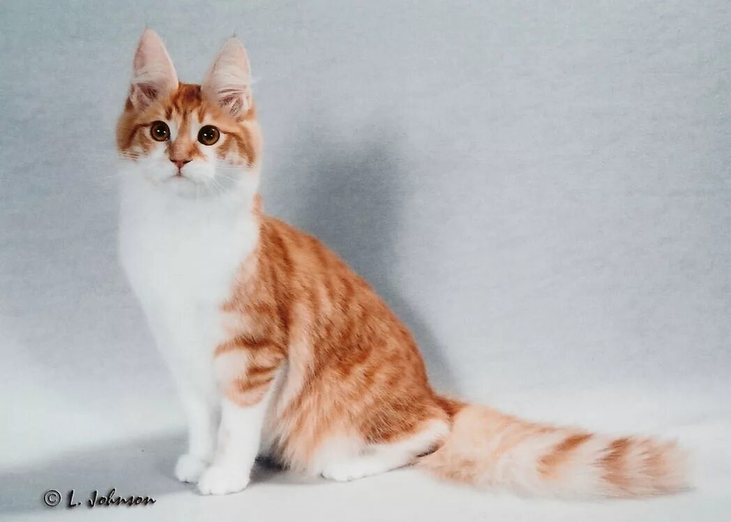 Порода кошек рыже белого окраса. Турецкий Ван рыжий гладкошерстный. Турецкая ангора кошка рыжая. Сибирская биколор короткошерстная кошка. Рыжий турецкий ангорский кот.