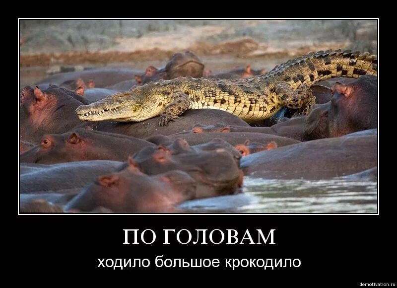 Быстро качественно недорого. Быстро дорого качественно. Быстро дешево качественно. Человек с секундомером в руках. Сфокусируйся на цели цитаты.